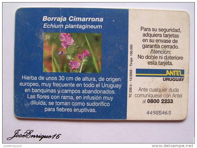 TC 235a PLANTA BORRAJA CIMARRONA, CIMARRON PLANT. URUGUAY, ANTEL - Uruguay