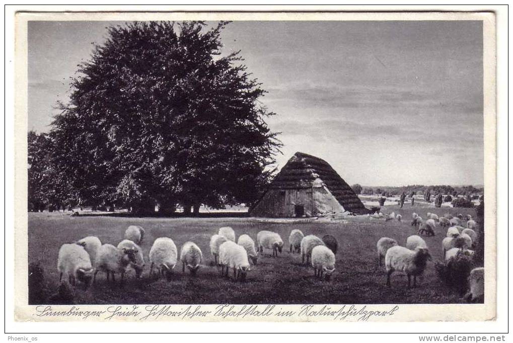 Germany, Sheeps On The Pasture, Year 1939 - Fattorie