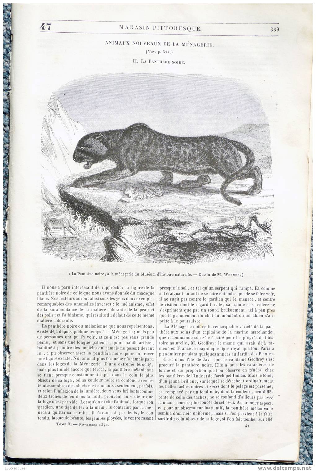 LE MAGASIN PITTORESQUE - NOV. 1842 - N°47 PANTHÈRE NOIRE - MARINE HONFLEUR LA HEVE YOUYOU VOILES YACHT TCHICKIRNÉ - 1800 - 1849