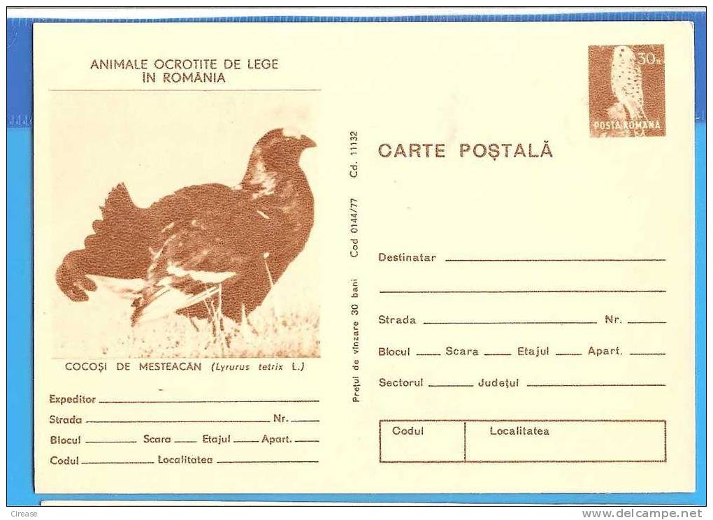 ROMANIA Postal Stationery  Postcard 1977.Bird. Lyrurus Tetrix - Cuckoos & Turacos