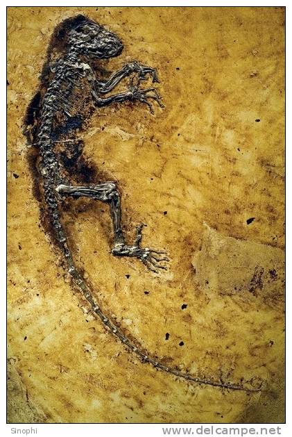 A89-49  @      Fossils Dinosaur , ( Postal Stationery , Articles Postaux ) - Fossili