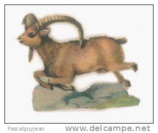 DECOUPI CHAMOIS - Animali