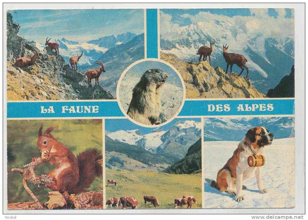 Cp , ANIMAUX , La Faune Des Alpes - Chiens