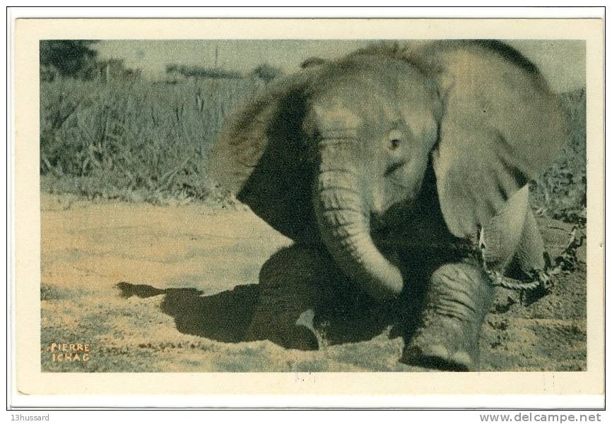 Carte Postale Ancienne Tchad - Un Jeune éléphant - Cie Navigation Fabre & Fraissinet - Tchad