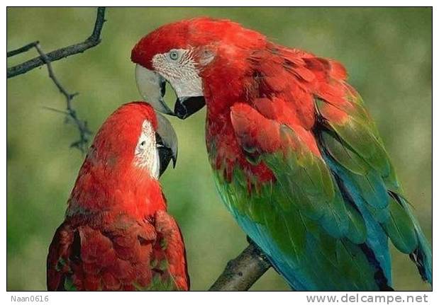 Bird Parrot ,  Postal Stationery -Articles Postaux -Postsache F (W3-38) - Papagayos