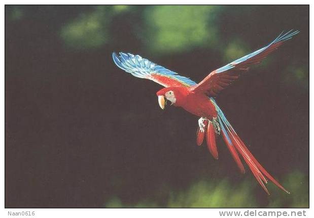Bird Parrot ,  Postal Stationery -Articles Postaux -Postsache F (W3-39) - Papagayos
