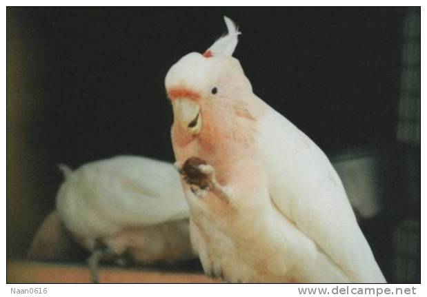 Bird Parrot ,  Postal Stationery -Articles Postaux -Postsache F (W3-42) - Papagayos