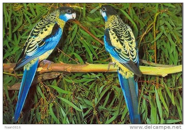 Bird Parrot ,  Postal Stationery -Articles Postaux -Postsache F (W3-68) - Papagayos