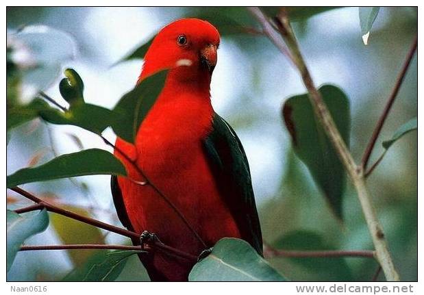 Bird Parrot ,  Postal Stationery -Articles Postaux -Postsache F (W3-70) - Papagayos