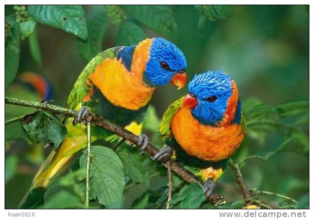 Bird Parrot ,  Postal Stationery -Articles Postaux -Postsache F (W3-73) - Papagayos