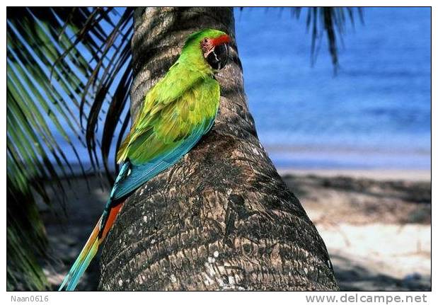 Bird Parrot ,  Postal Stationery -Articles Postaux -Postsache F (W3-75) - Papagayos