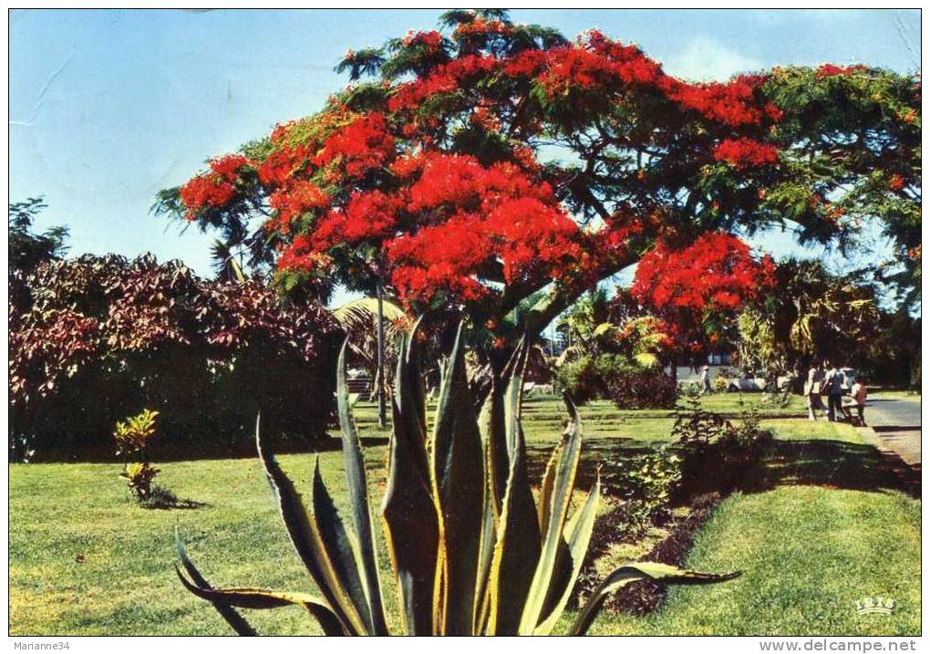 CP-974-La Réunion-Saint Pierre-Flamboyant - Saint Pierre