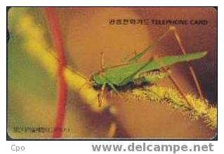 # KOREA MO9606117 Phaneroptera Nigro Antennata 2000 Autelca 06.96 -animal,insecte,sauterell E,grasshoper- Tres Bon Etat - Corée Du Sud