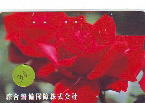 TELECARTE JAPON FLEUR ROSE (30)  PHONECARD JAPAN FLOWER * BLUME * BLOEM * ROOS - Fleurs