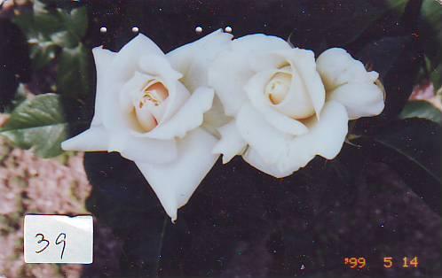 TELECARTE JAPON FLEUR ROSE (39)  PHONECARD JAPAN FLOWER * BLUME * BLOEM * ROOS - Flowers