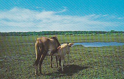 Chow Time, Assateague Island, Chincoteague Ponies,  Virginia - Autres & Non Classés