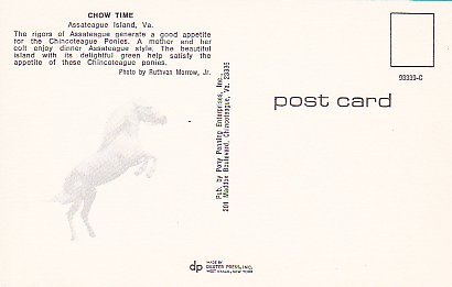 Chow Time, Assateague Island, Chincoteague Ponies,  Virginia - Autres & Non Classés