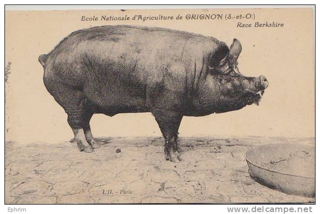 GRIGNON - Ecole Nationale D'Agriculture - Race Berkshire - Porc - Cochon - Truie - Pig - Grignon
