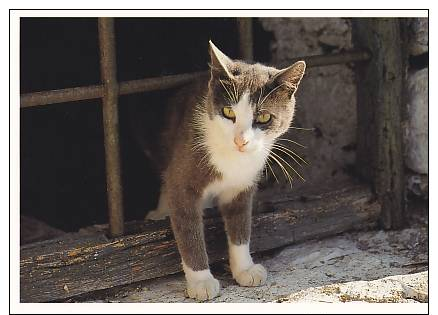 STRASSENTIGER 23- Foto Miroslav Ptàcek. - Gatti