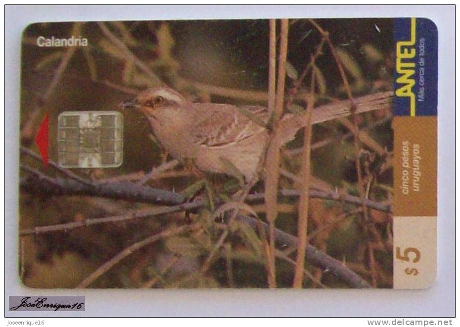 TC 103a CALANDRIA, MIMUS SATURNINUS. URUGUAY, ANTEL - Uruguay