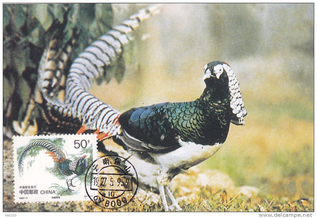 Maximum Card ,Maxicard,BIRD FAISANS Pheasant,1997 China Chine. - Galline & Gallinaceo