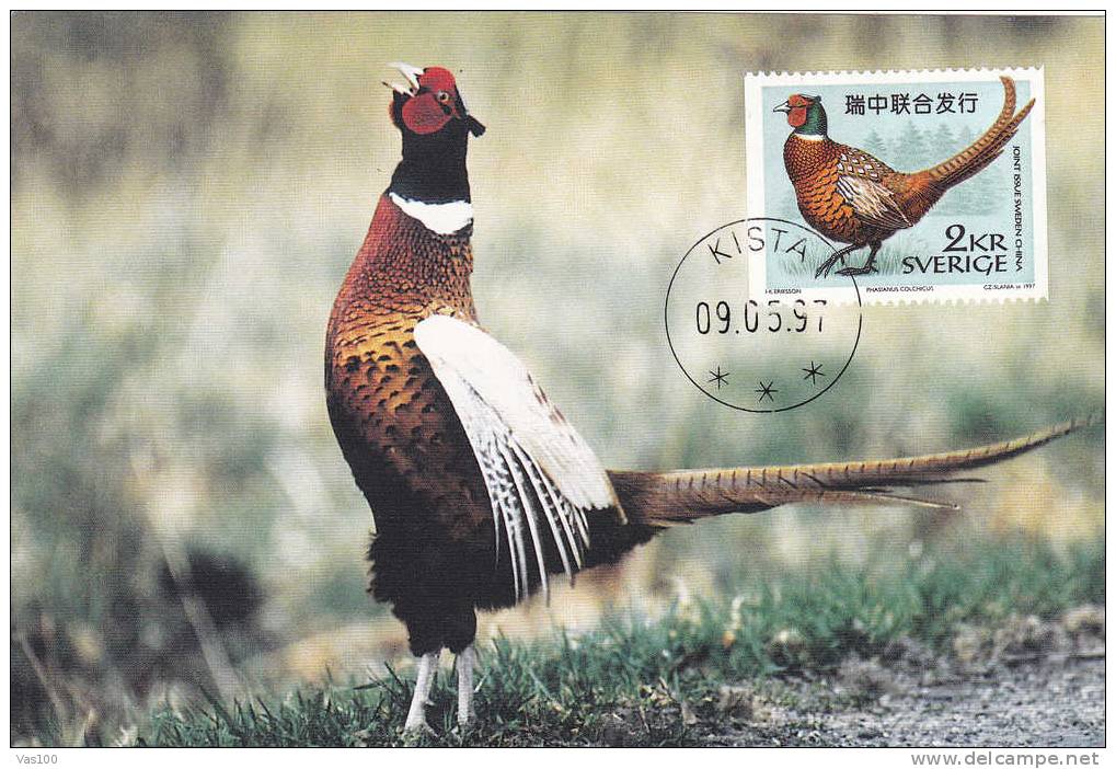 Maximum Card ,Maxicard,BIRD FAISANS Pheasant,1997 Suede / Sverige. - Gallinacées & Faisans