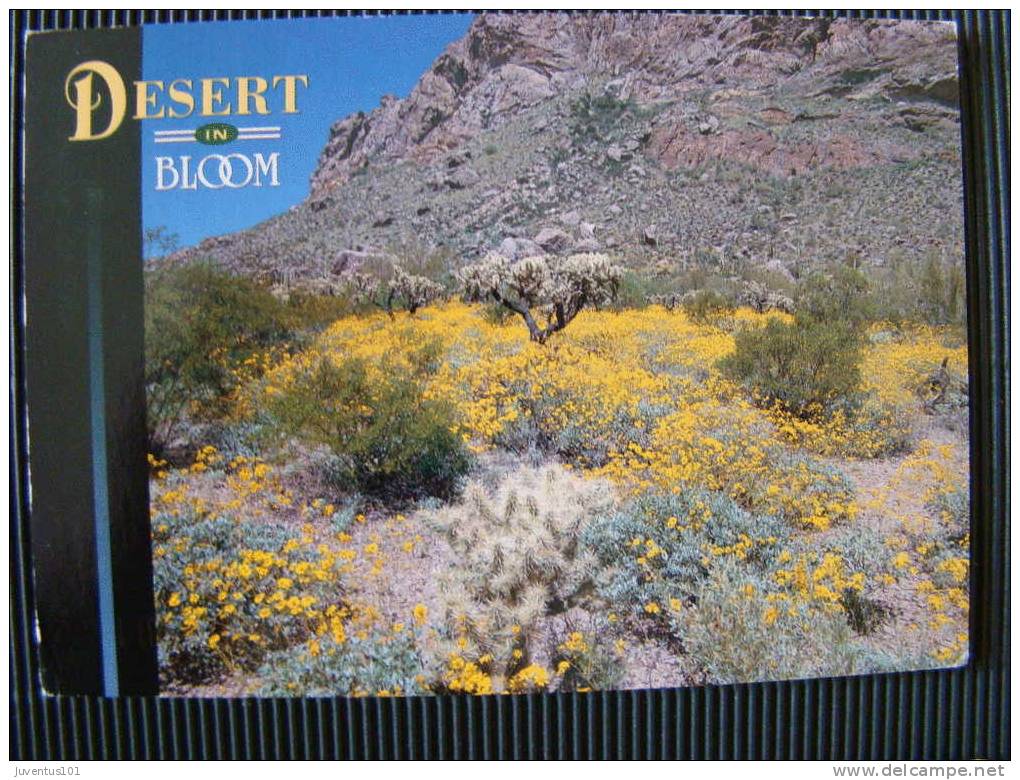 CPSM ETATS UNIS-Arizona-Desert In Bloom-Brittlebush - Autres & Non Classés