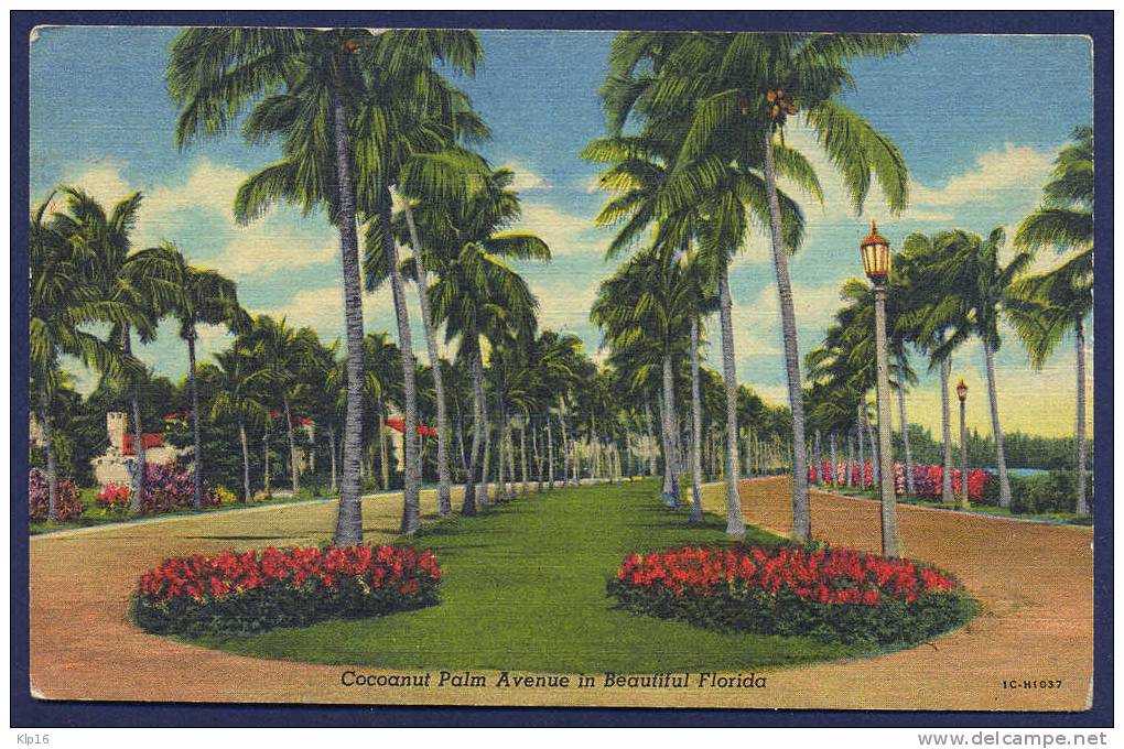 FLORIDA,COCOANUT PALM AVENUE,OLD PC 1966 - Miami