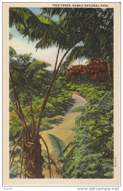 Tree Ferns, Hawaii National Park, On 1930s Vintage Curteich Linen Postcard - Big Island Of Hawaii