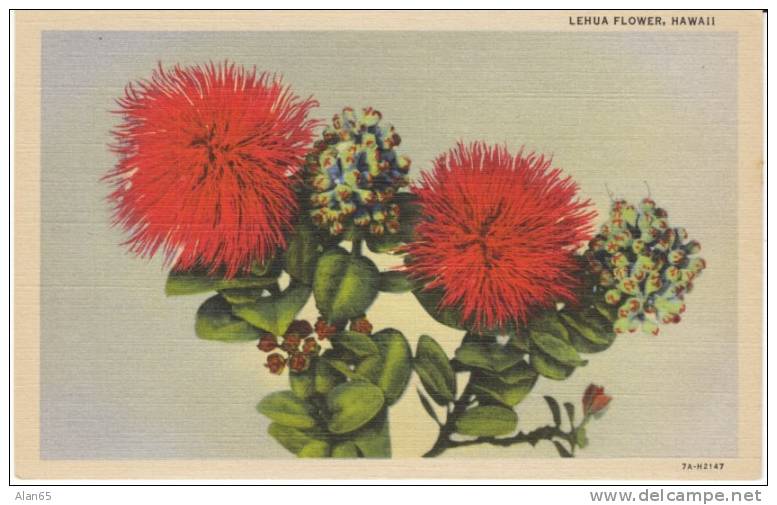 Lehua Flower Hawaii On 1930s Vintage Curteich Linen Postcard - Sonstige & Ohne Zuordnung