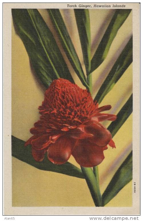 Torch Ginger Flower Hawaii On 1940s Vintage Curteich Linen Postcard - Other & Unclassified