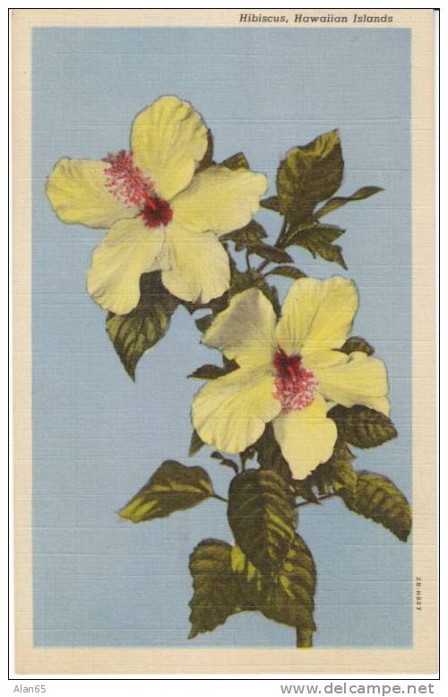 Hibiscus Flower Hawaii On 1940s Vintage Curteich Linen Postcard - Sonstige & Ohne Zuordnung