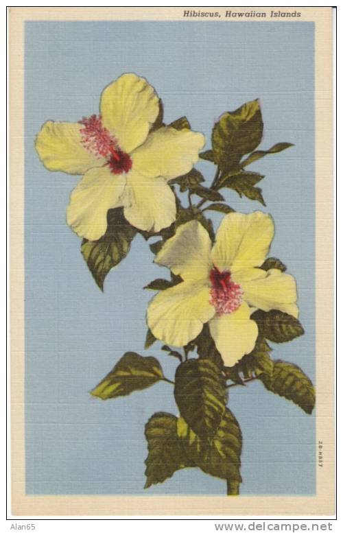 Hibiscus Flower Hawaii On 1940s Vintage Curteich Linen Postcard - Other & Unclassified