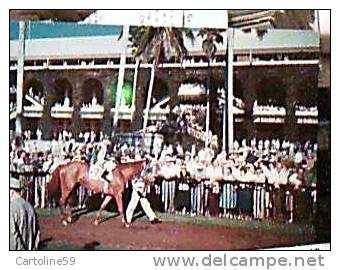 IPPICA  CAVALLO HORSE  E FANTINO  RACE COURSE  FLORIDA HOLLYWOOD VB1974  CQ12582 - Ippica