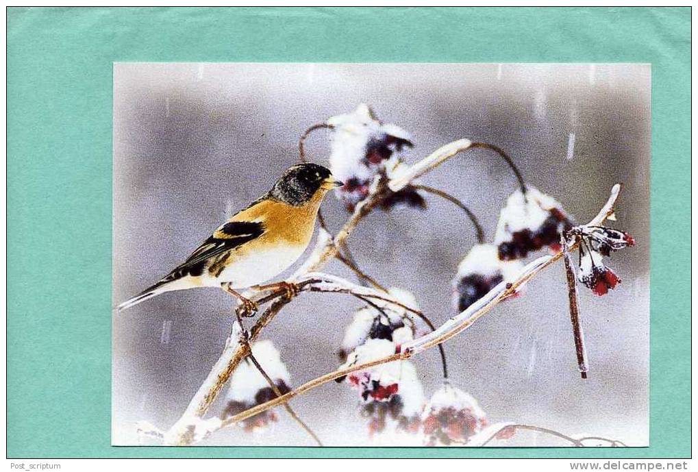 Calendrier - 1999 - Thème : Oiseaux - Formato Piccolo : 1991-00