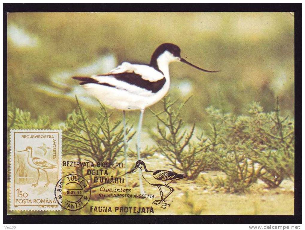 Bird;Carte Maximum Cigognes 1991 Romania Tulcea. - Cigognes & échassiers