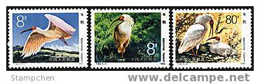 China 1984 T94 Crested Ibis Bird Stamps Fauna - Unused Stamps