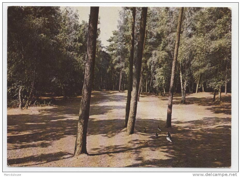 Mont-de-l'Enclus. Kluisberg. Bois, Arbres. Bos, Bomen. - Mont-de-l'Enclus