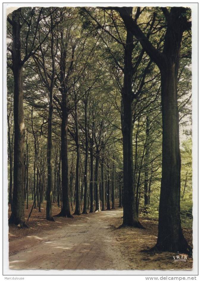 Mont-de-l´Enclus. Kluisberg. Chemin Forestier Vers Le Belvédère. Bosweg Naar De Uitkijktoren. - Kluisbergen