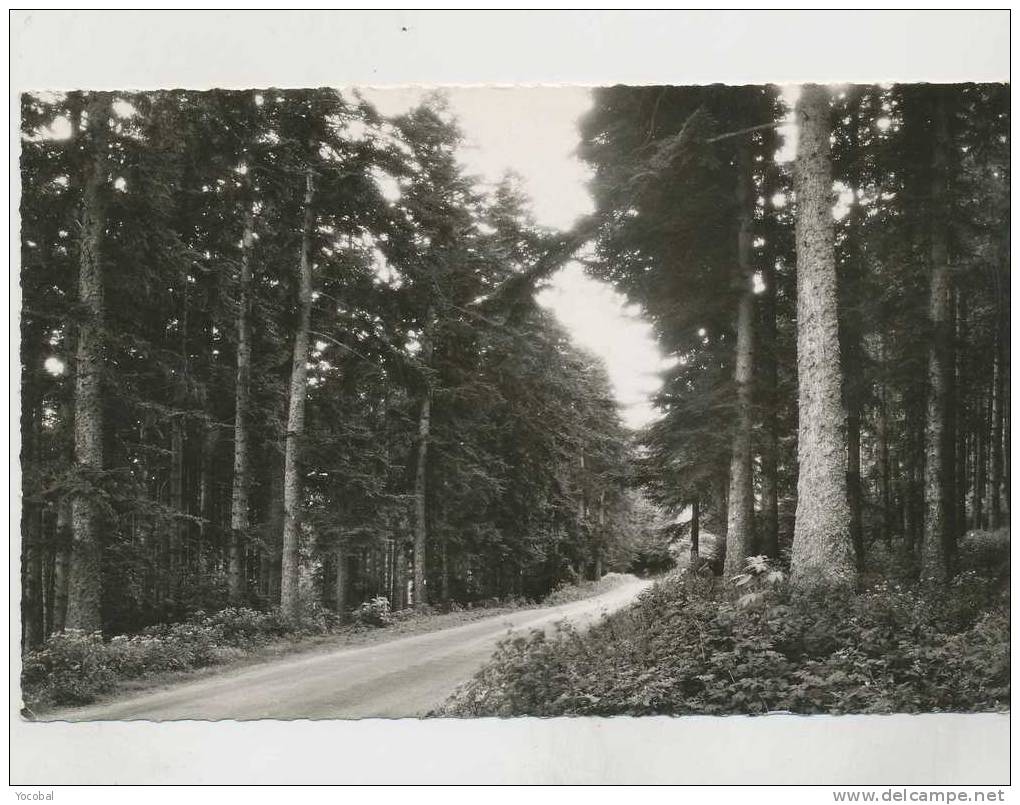 Cp , 42 , LE MONT-PILAT , Route En Forêt - Mont Pilat