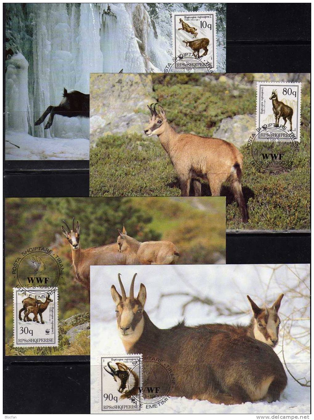 WWF-Serie 95 Albanien 2423/6 **, 4FDC+ 4MKt. 24CHF Gemse Naturschutz, Dokumentation - Nature