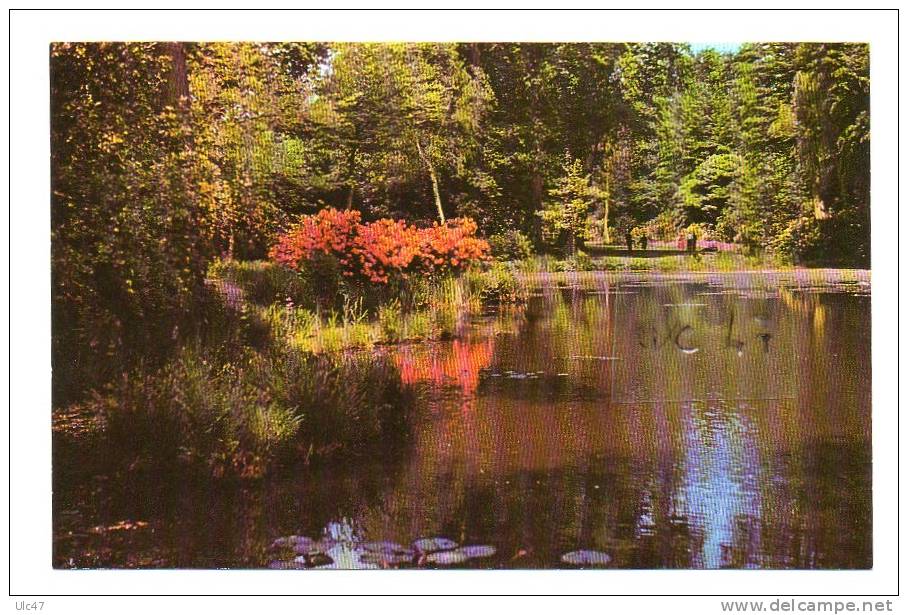 - THE SAVILL GARDEN, WINDSOR GREAT PARK. UPPER POND IN SPRING - Scan Verso - - Windsor