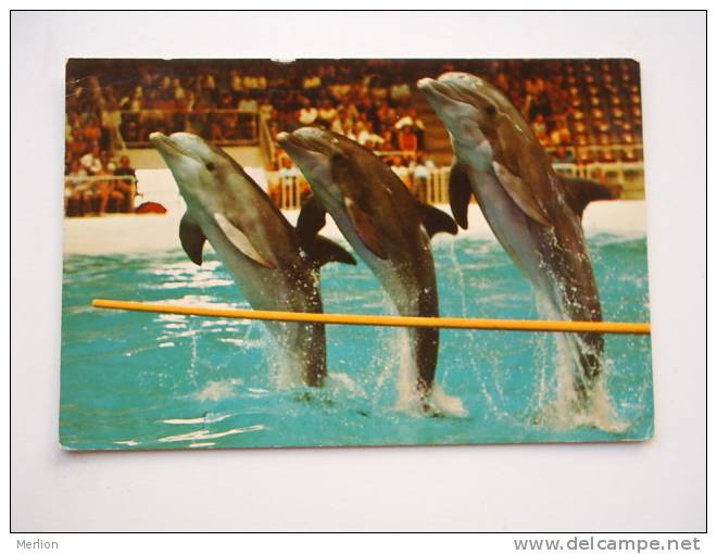 Dolphin Dolphinarium -Harderwijk Holland  - D68963 - Delfines