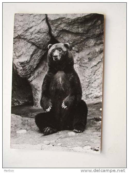 Bear   - D68964 - Bären