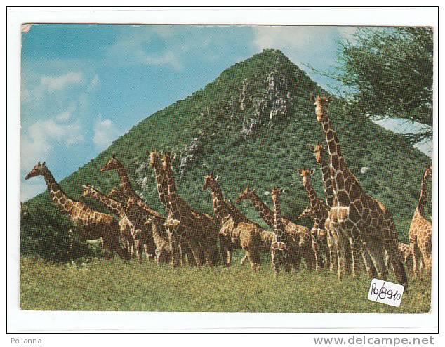 PO8910# KENYA - GIRAFFE   VG 1971 - Kenia