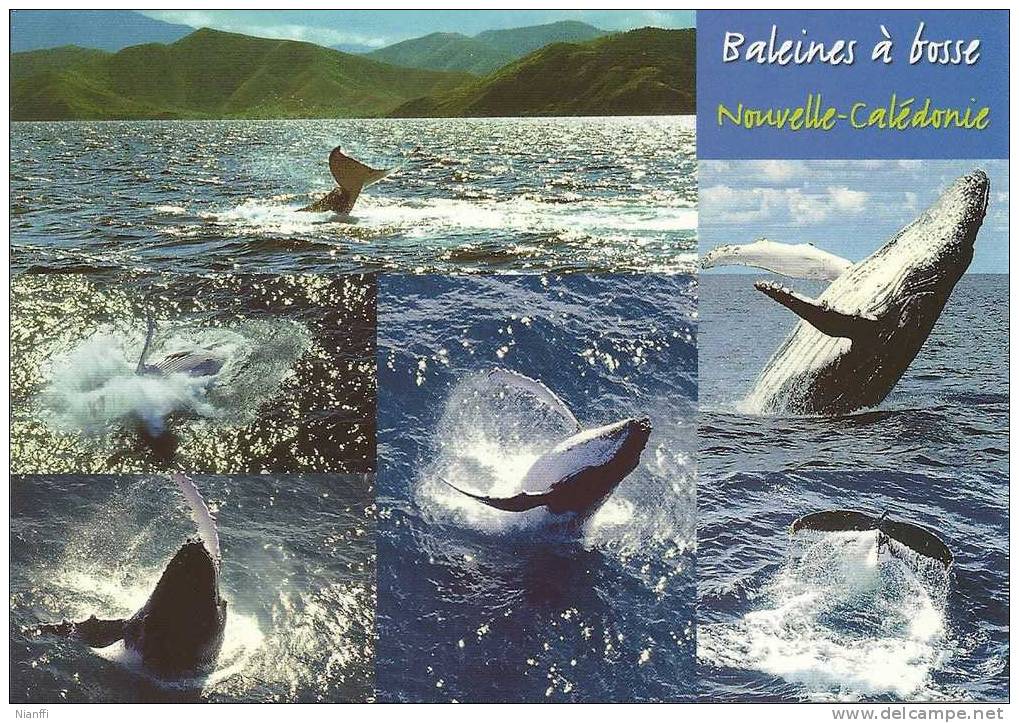 Nouvelle Calédonie -Baleines à Bosse - New Caledonia