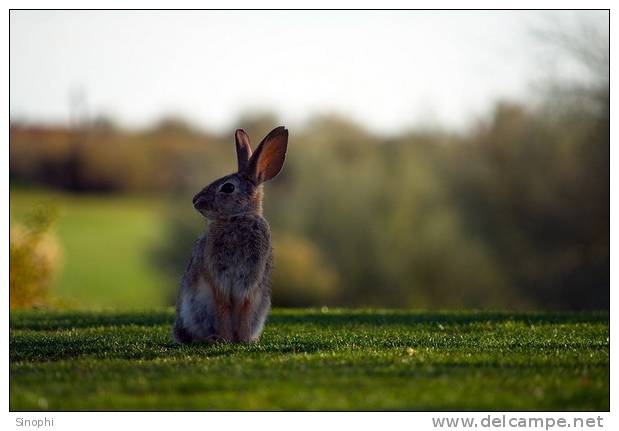 A71-18  @   Rabbits  , ( Postal Stationery , Articles Postaux ) - Conejos