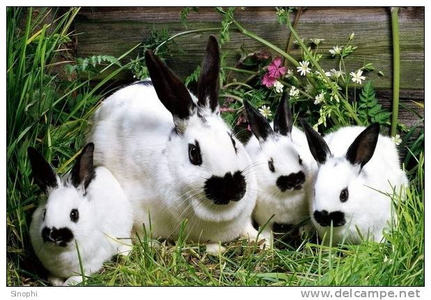 A71-27   @     Rabbits  , ( Postal Stationery , Articles Postaux ) - Rabbits