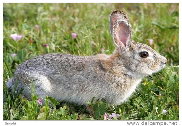 A71-31   @     Rabbits  , ( Postal Stationery , Articles Postaux ) - Conejos