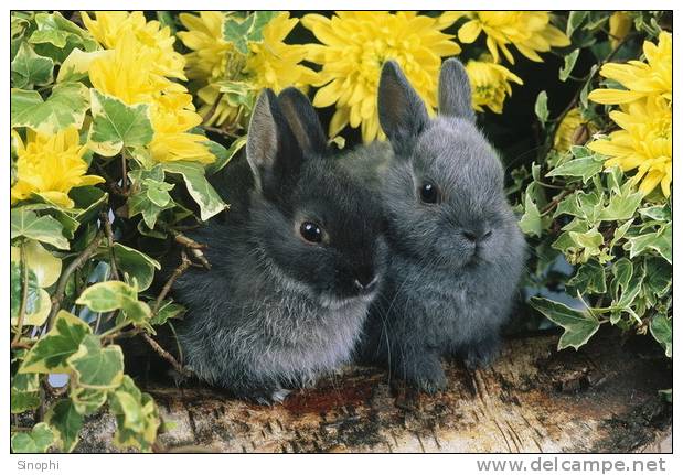 A71-35   @     Rabbits  , ( Postal Stationery , Articles Postaux ) - Rabbits